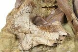 Fossil Dinosaur Bones in Sandstone - Wyoming #264516-1